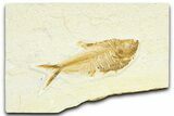 Detailed Fossil Fish (Diplomystus) - Wyoming #367572-1